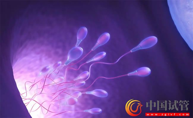 吐鲁番哪做第三代试管婴儿?(图1) 吐鲁番哪做第三代试管婴儿?(图1)