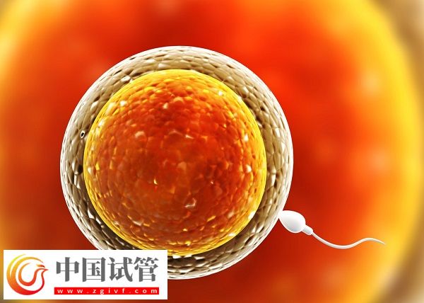 河南省人民医院生殖中心胚胎保存费(图1) 河南省人民医院生殖中心胚胎保存费(图1)