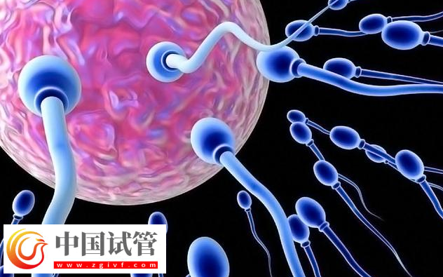 上海新华医院单身未婚无证怎么做三代试管婴儿生子?(图1) 上海新华医院单身未婚无证怎么做三代试管婴儿生子?(图1)