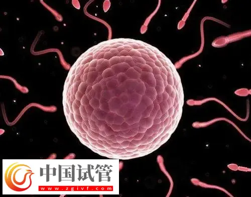 北京做供卵试管不用排队的医院有哪些?这些公立医院纷纷上榜(图1) 北京做供卵试管不用排队的医院有哪些?这些公立医院纷纷上榜(图1)