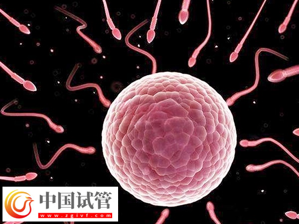 广州人民医院试管费用价格表(图2) 广州人民医院试管费用价格表(图2)