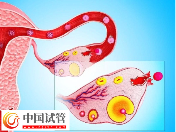 广州人民医院试管费用价格表(图4) 广州人民医院试管费用价格表(图4)