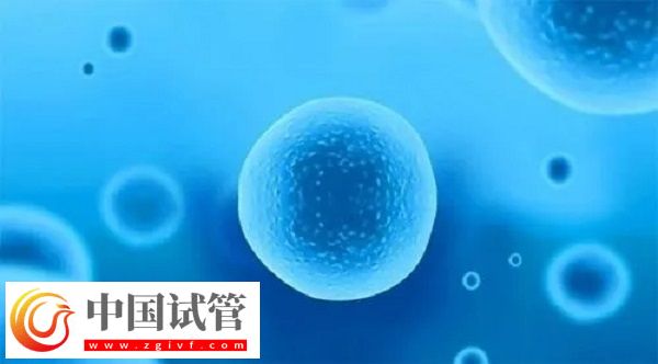 前往泰国做试管移植冻胚和囊胚是否一样(图2) 前往泰国做试管移植冻胚和囊胚是否一样(图2)