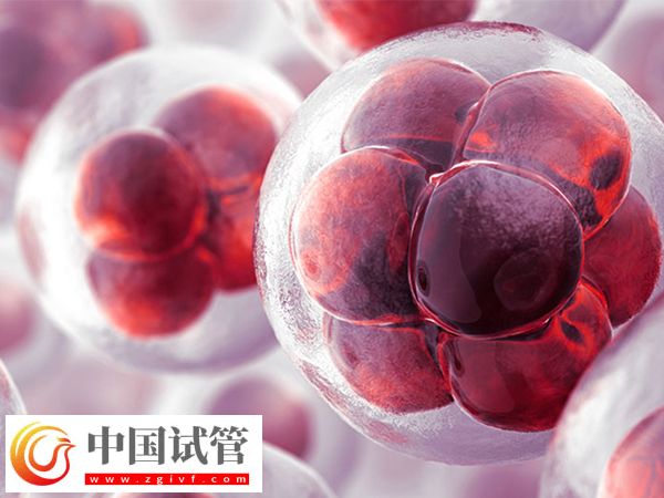 前往泰国做试管移植冻胚和囊胚是否一样(图1) 前往泰国做试管移植冻胚和囊胚是否一样(图1)