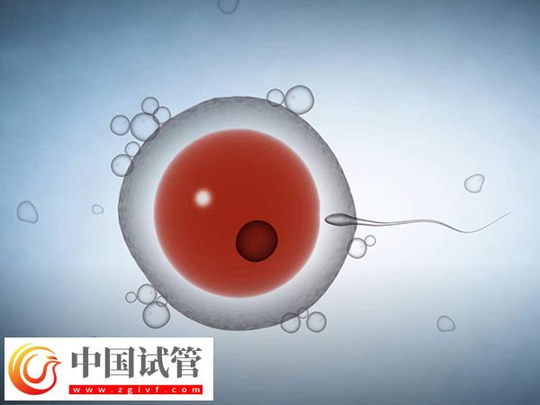 美国试管婴儿促排取卵是什么感受(图1) 美国试管婴儿促排取卵是什么感受(图1)